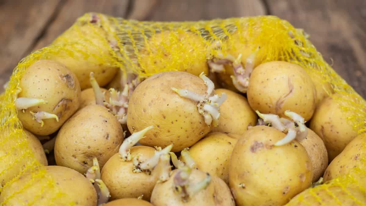 Patatas raíz