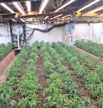 Cae plantación de marihuana en Almería: dos detenidos van a prisión
