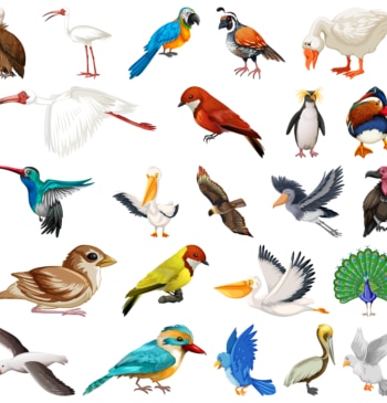 El cóndor, el albatros y otras especies de aves que se extinguirán [...]