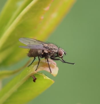 El secreto de las moscas: este es el 'halterio', órgano que las [...]
